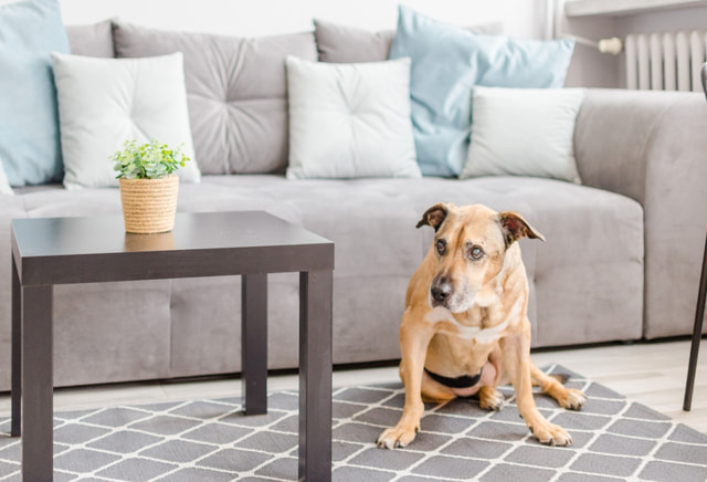 2-room apartment Sienkiewicza 147a / City Center